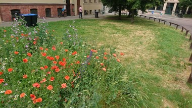 Dank des Engagements des Vereins Bunte Flora gibt es am August-Bebel-Platz eine Blühwiese